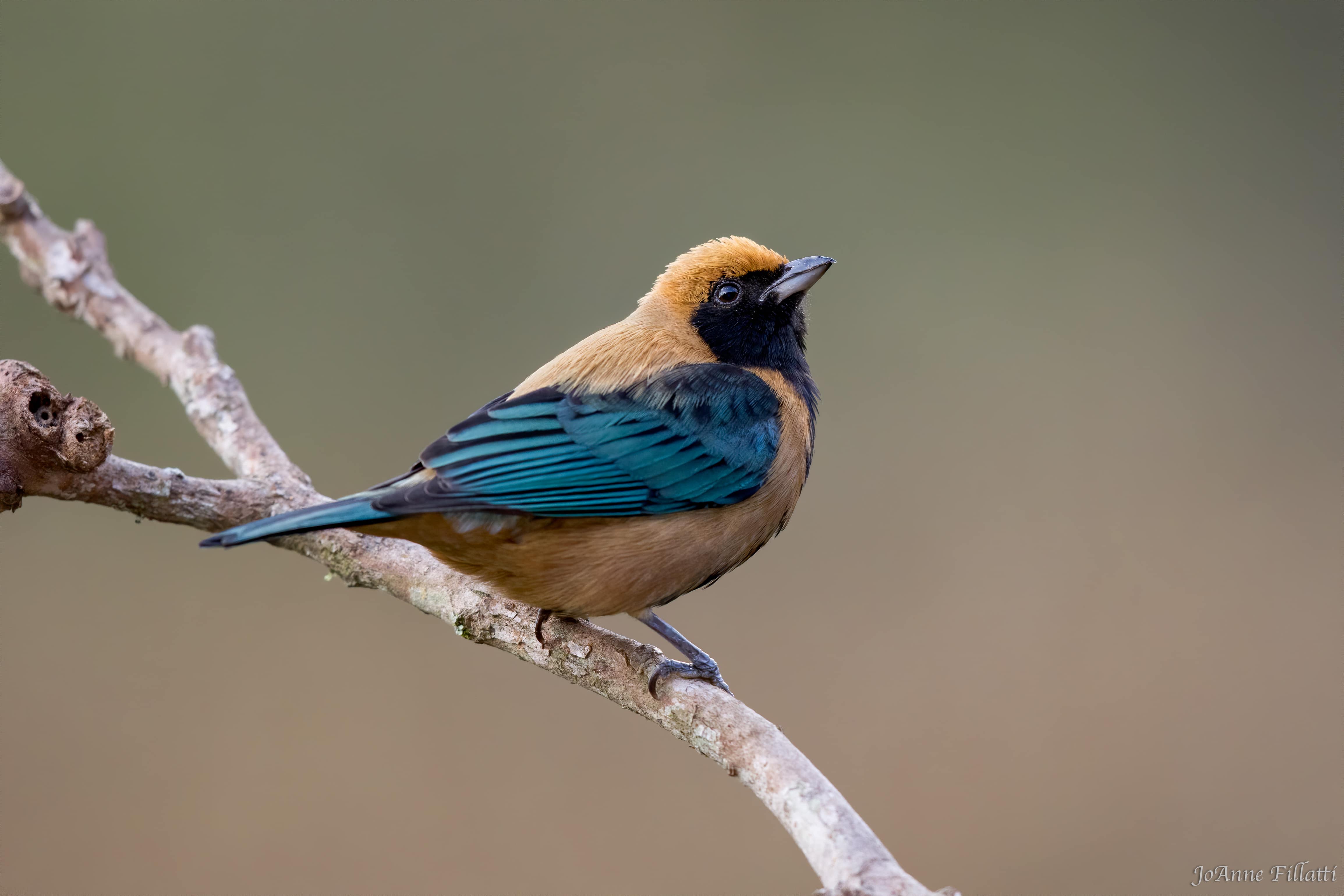 bird of brazil image 7